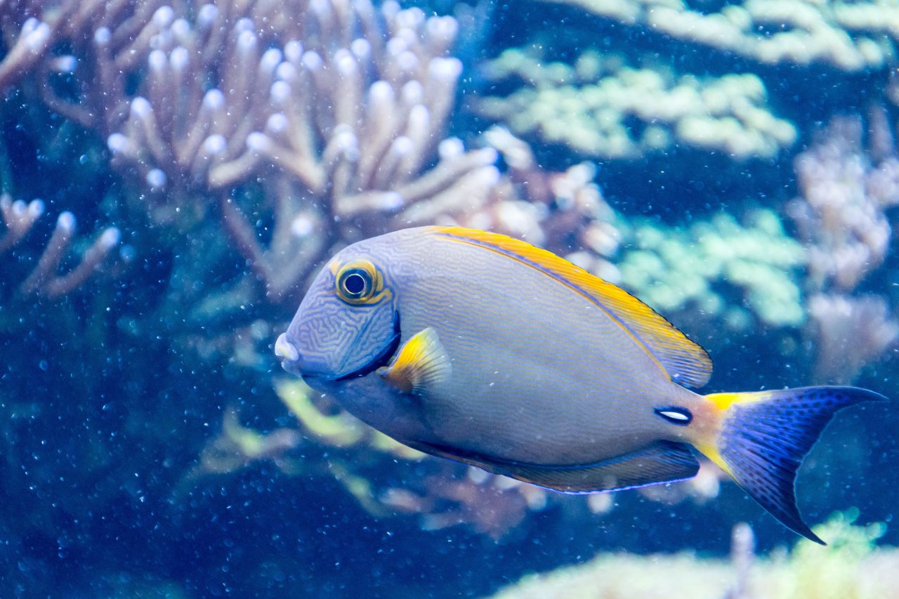 Il Marine Stewardship Council a protezione degli oceani, per la sicurezza alimentare e la vita del pianeta