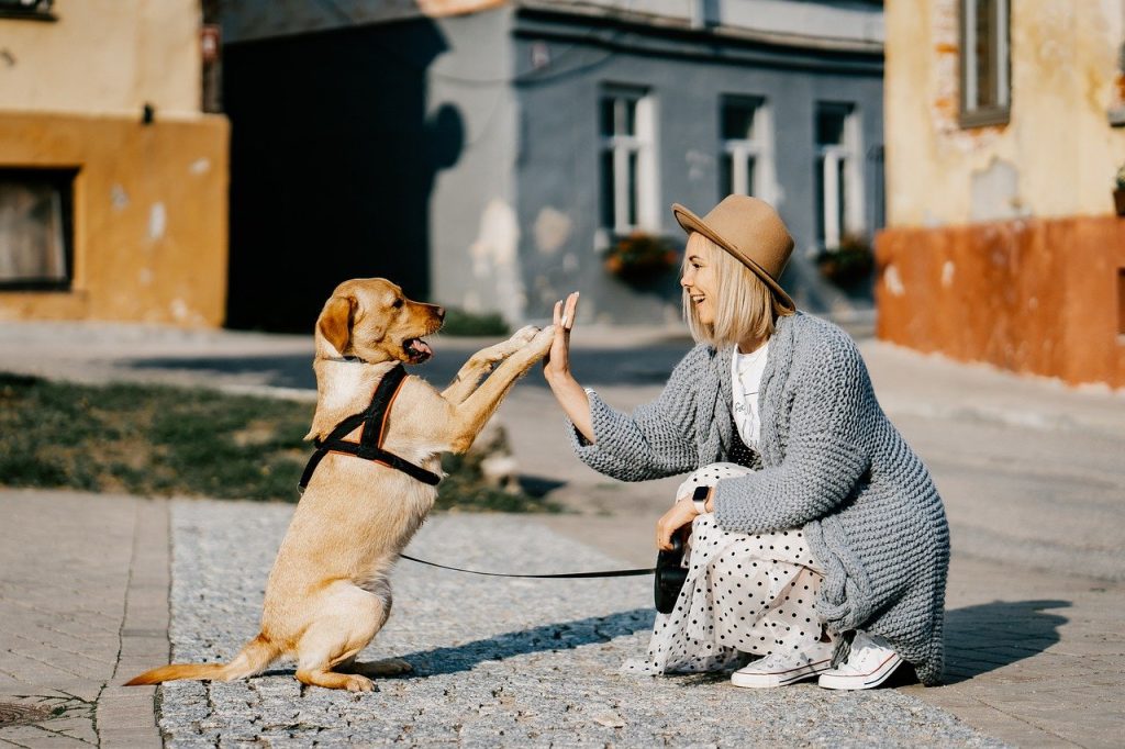 Empathidog, consigli contro caldo e stress nell’estate dei nostri cani