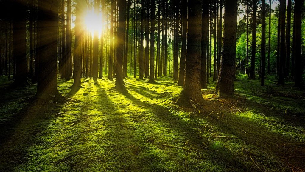 Giornata degli Alberi, l’Italia brilla per foreste e boschi meno per il verde urbano