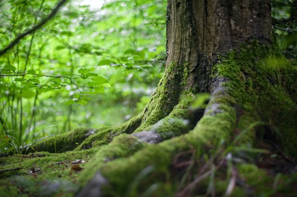 Deesup lancia Forest Month 2021, novembre a salvaguardia della foresta amazzonica