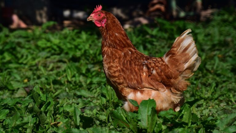 Girare il mondo in barca a vela in compagnia di una gallina, la storia di Guirec e Monique