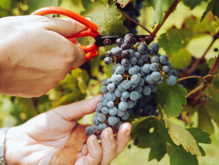 Una svolta per gli enoturisti, una vacanza a vendemmiare tra vigne e cantine