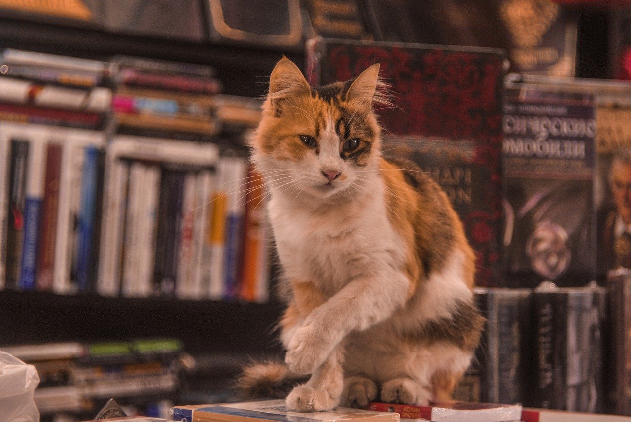 Gattini da adottare? Riempiono la libreria in attesa dei clienti che li accoglieranno