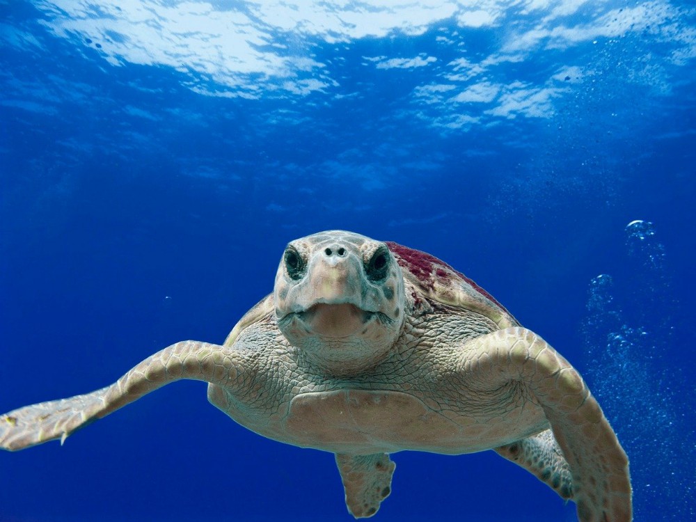 Giornata Mondiale Delle Tartarughe: 64 le tartarughe caretta caretta recuperate