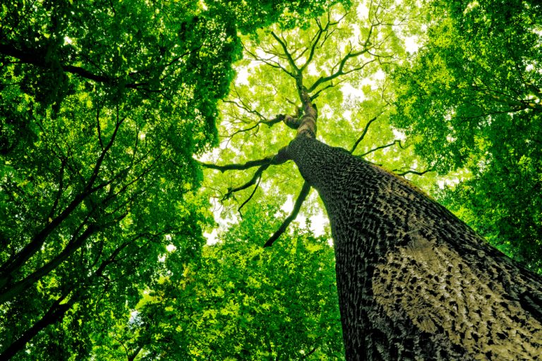 Giornata degli Alberi: 2.000 nuovi alberi piantumati dai giovani con il Ministro Pichetto