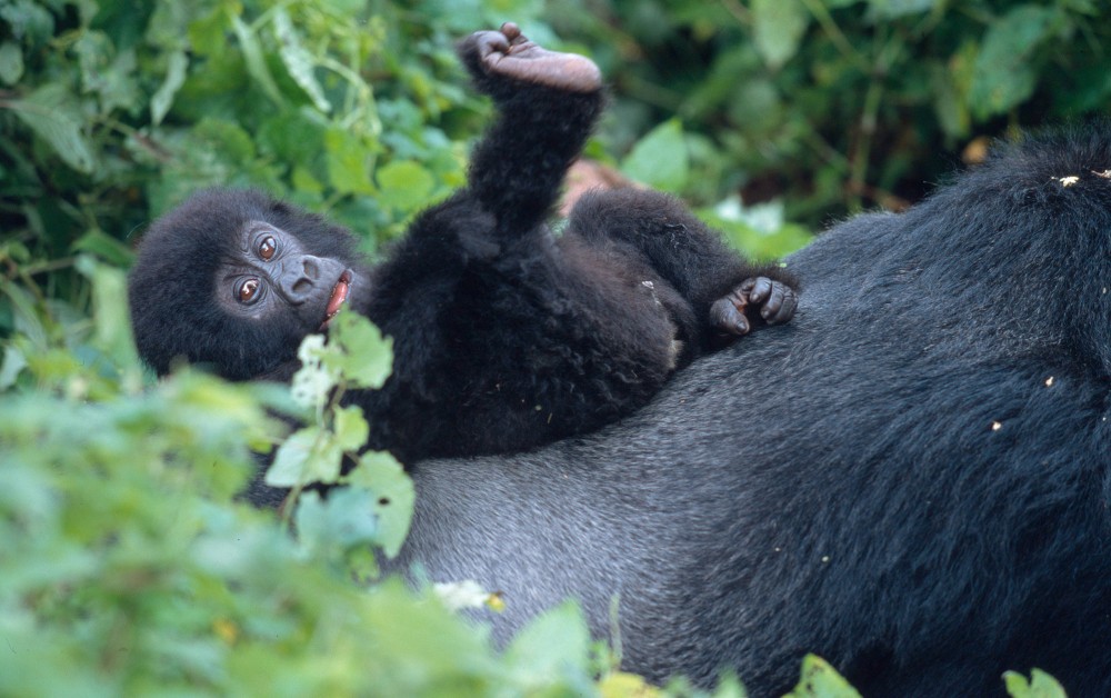 Giornata mondiale del Gorilla, tra Covid e bracconaggio a rischio il gorilla di montagna