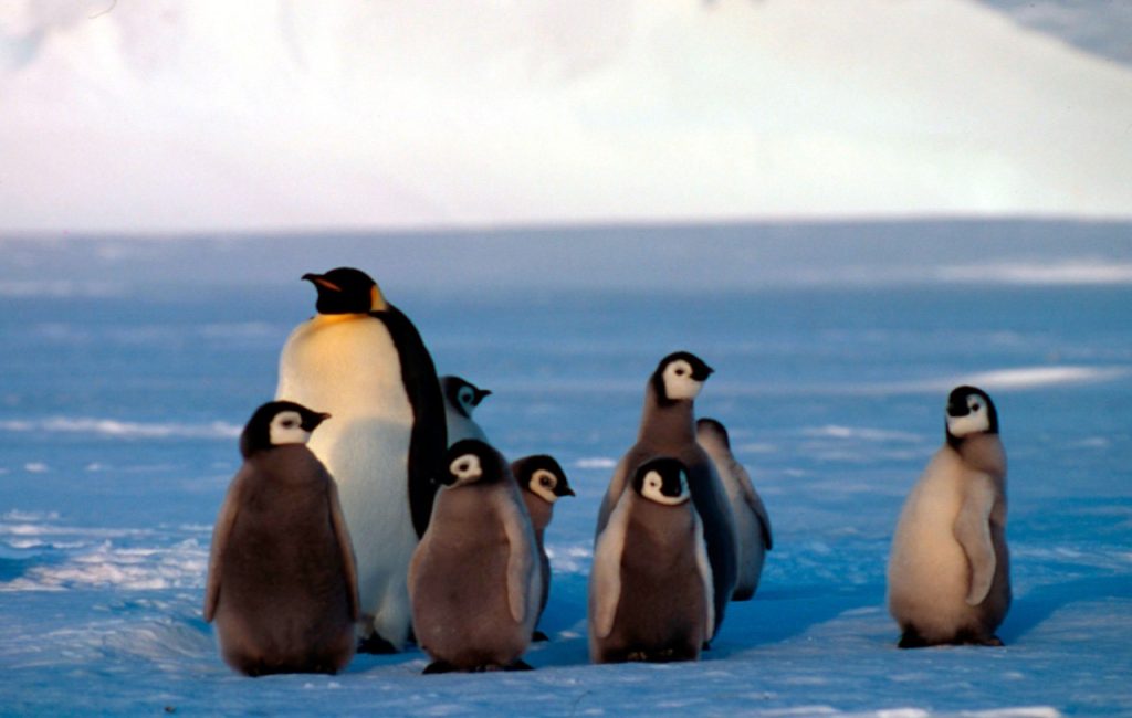 Giornata mondiale del pinguino, metà popolazione pinguino Imperatore a rischio