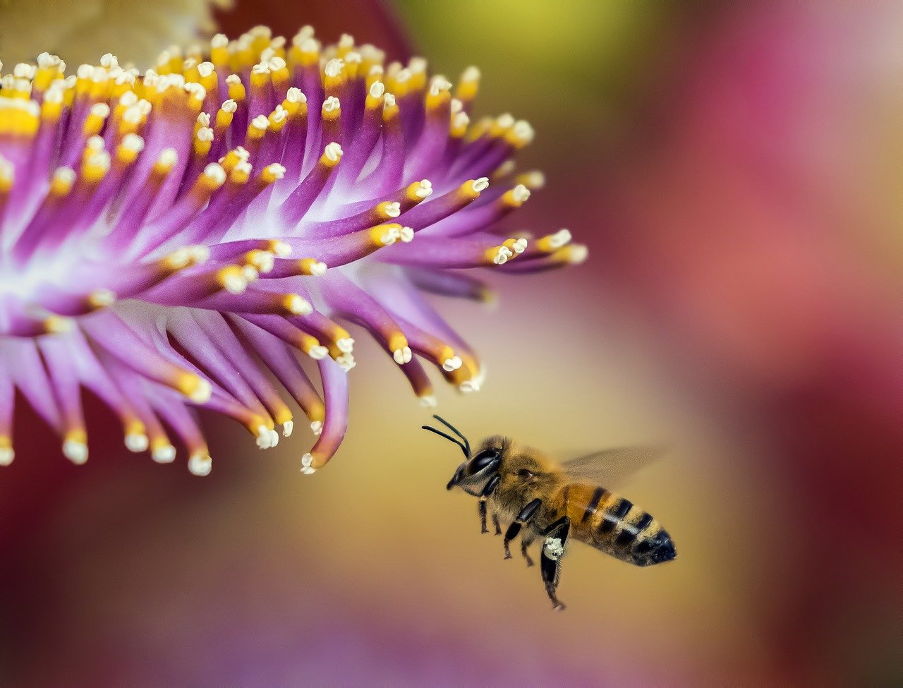 Giornata mondiale delle api e CittàslowBee insieme per le sentinelle della biodiversità