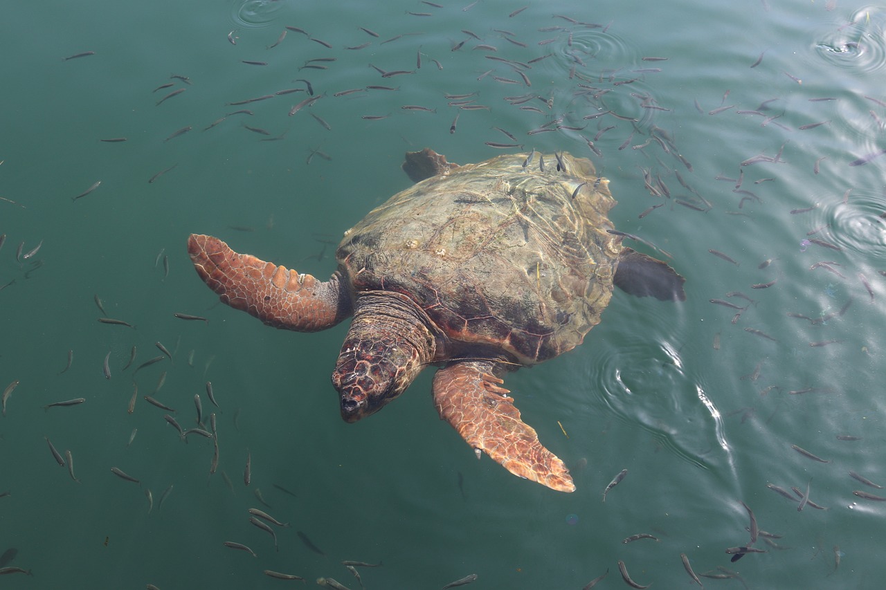 Giornata mondiale delle tartarughe, curiosità e notizie sulle tartarughe marine