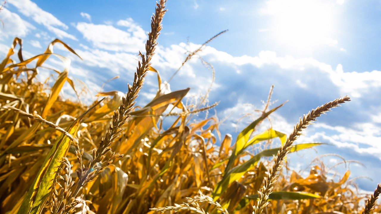 Grano duro, da ENEA allo studio nuove varietà più resistenti agli stress ambientali