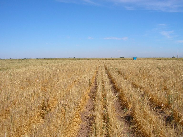 Grano duro, individuata varietà sperimentale resistente alla siccità