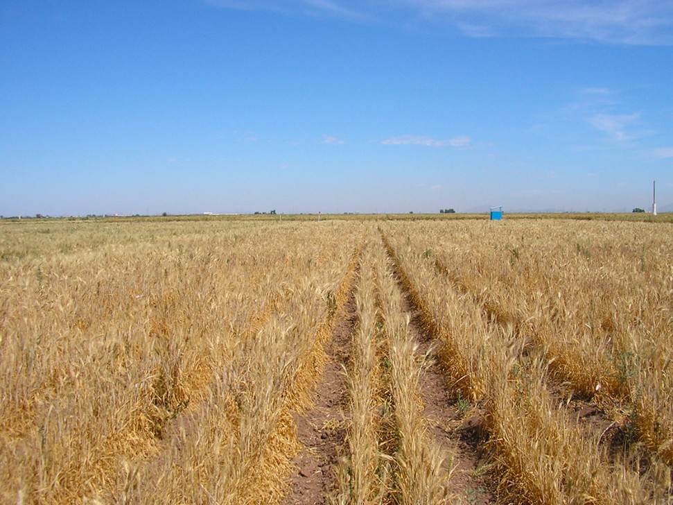 Grano duro, individuata varietà sperimentale resistente alla siccità