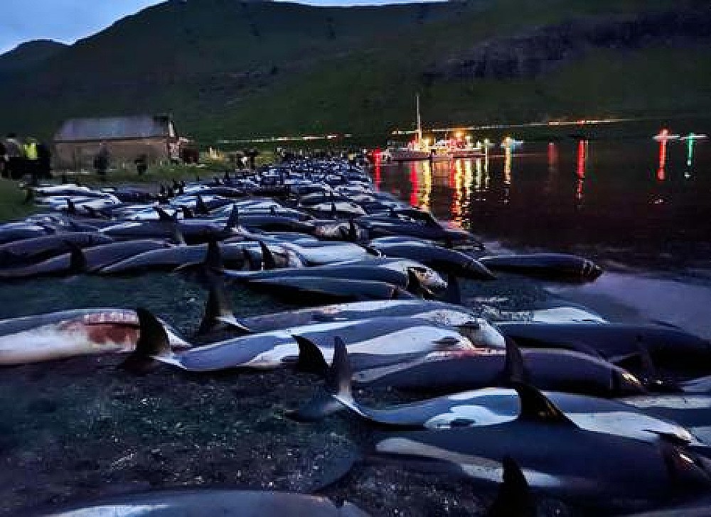 Grindadràp, strage di Delfini senza precedenti in Danimarca