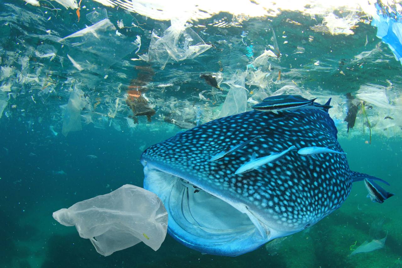 La lotta al Covid frena quella all’inquinamento da plastica