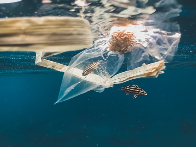 Ha origine in mare una nuova plastica biodegradabile