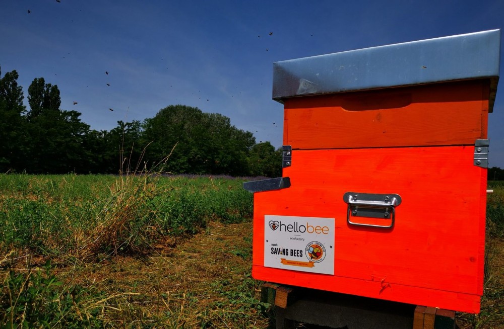 Hellobee, il progetto di Ecofactory per un aiuto concreto alle api