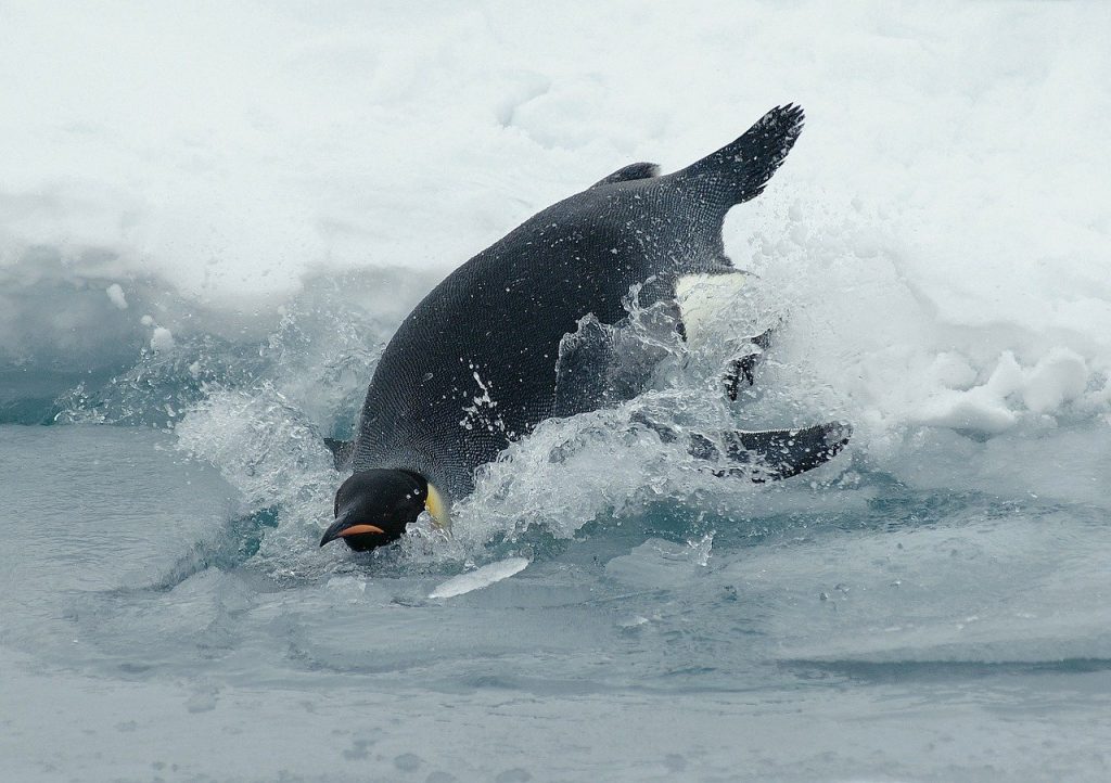 I Pinguini Tattici Nucleari a sostegno dei Pinguini Imperatore