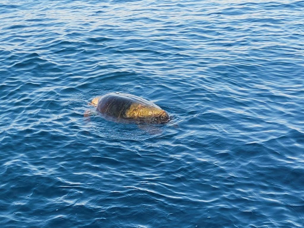 Salviamo le tartarughe Caretta caretta, appello da Punta Campanella