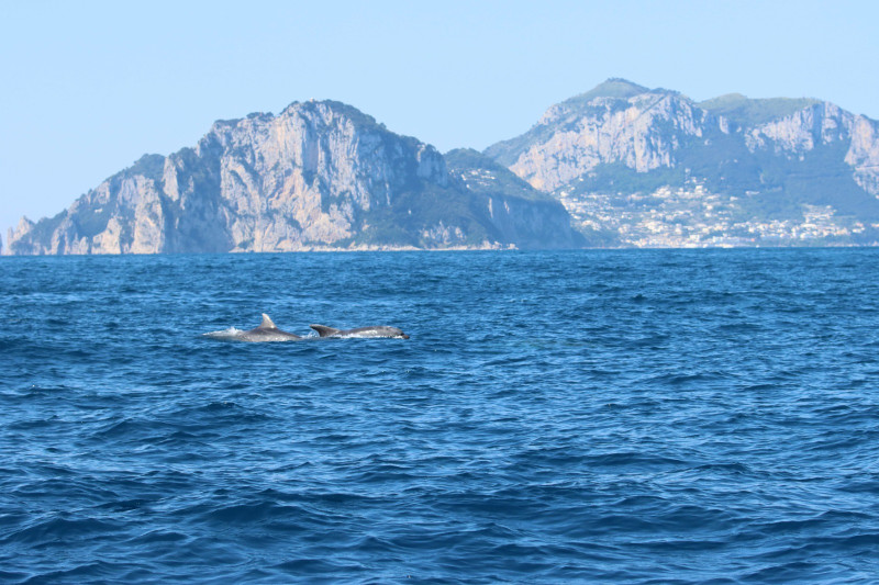 Le acrobazie dei delfini tra Punta Campanella e Capri