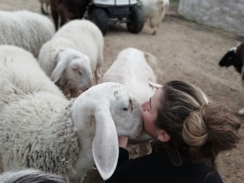 Freedom Farm Sanctuary, la fattoria della libertà