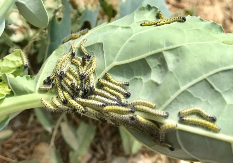 Bruchi dei cavoli e farfalla cavolaia