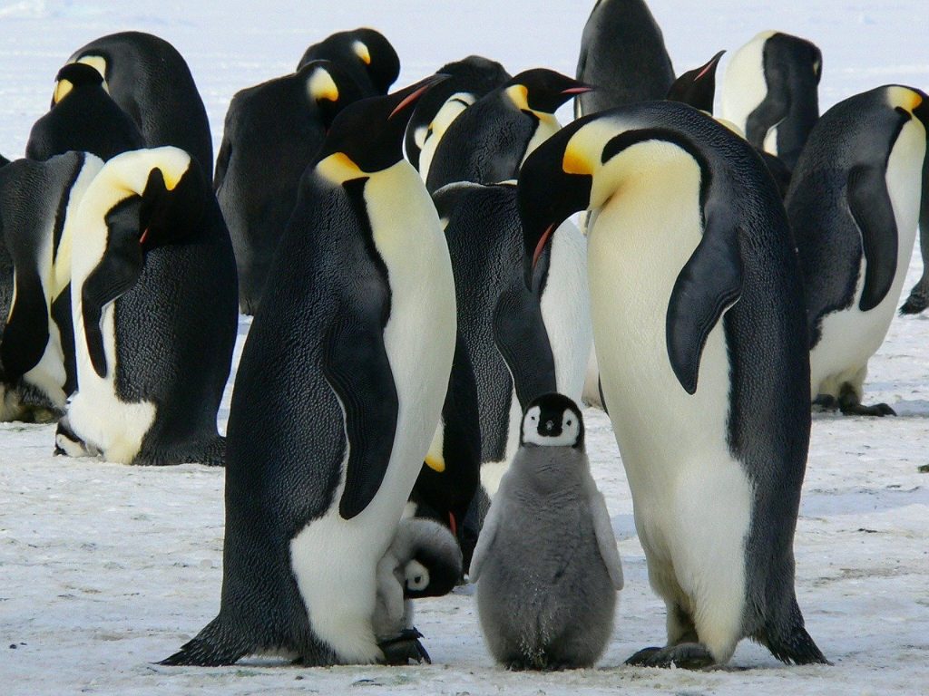 Il 25 aprile è anche il World Penguin Day