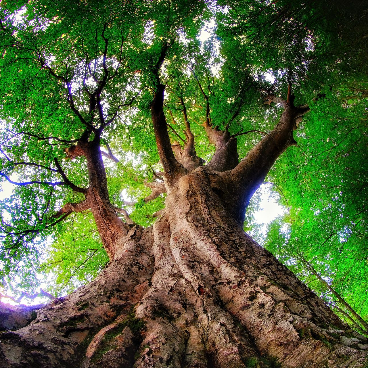 Alberi in cammino, la voce del bosco tra parole e suoni in Appennino