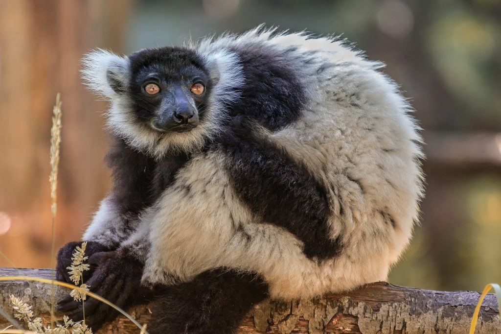 Il lemure Silver più anziano d’Europa a 32 anni se ne è andato, lasciando 81 discendenti
