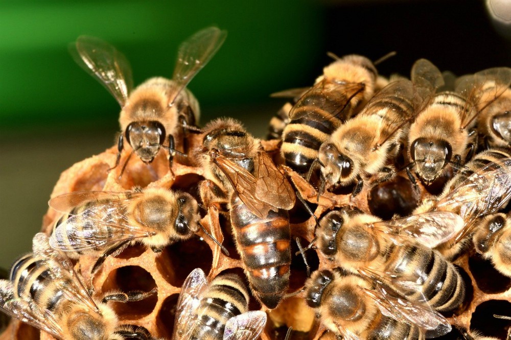 Il veleno delle api un alleato contro il tumore al seno più aggressivo
