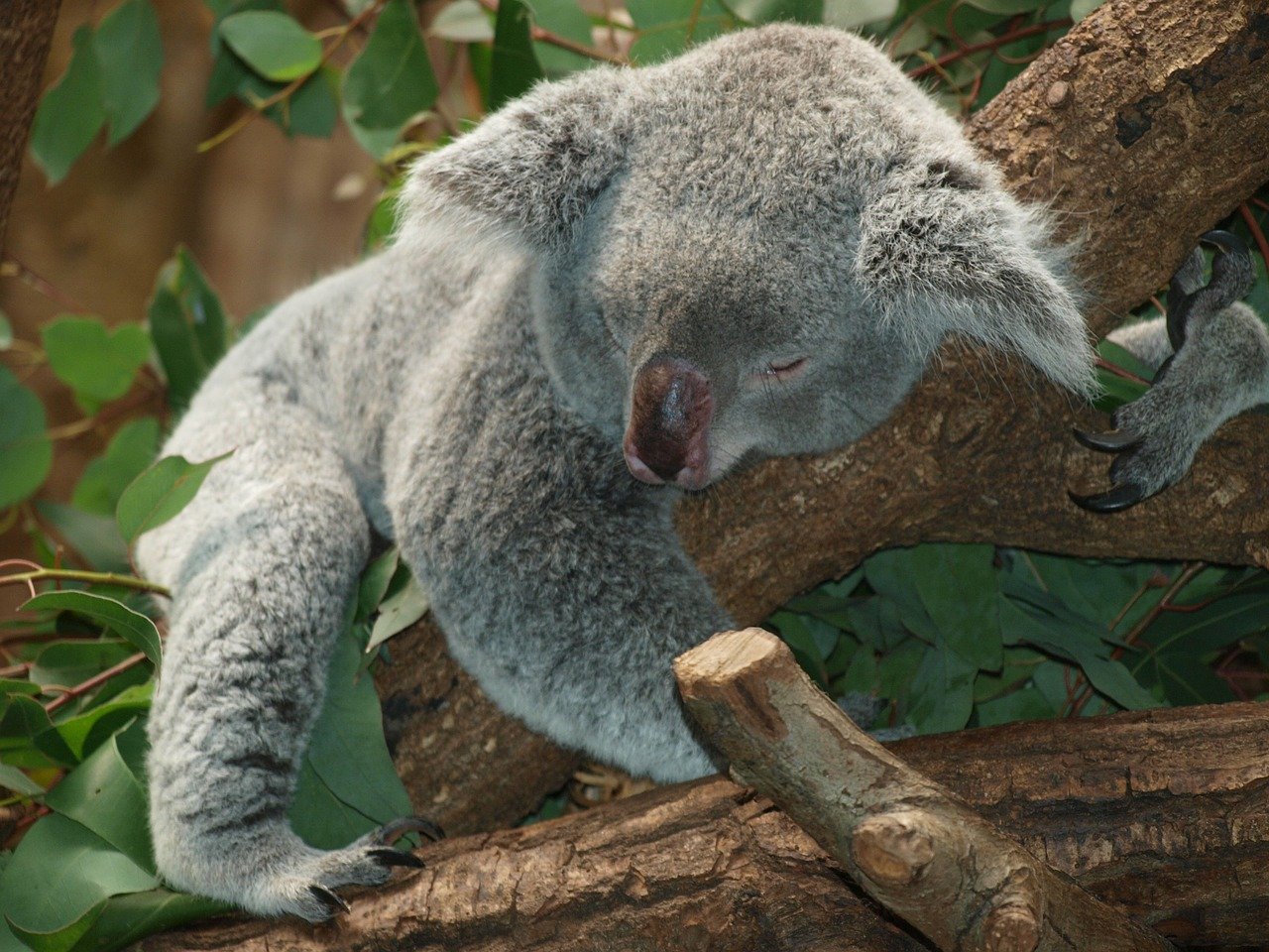 In Australia i Koala rischiano l’estinzione prima del 2050