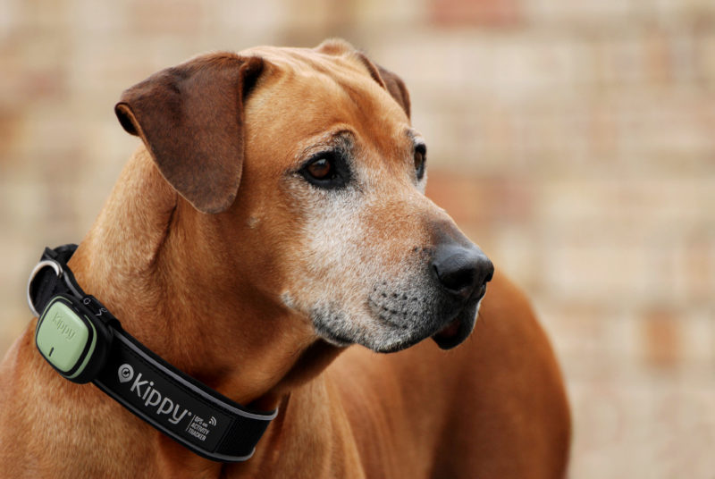 GPS Dog Tracker: il dispositivo indispensabile per la sicurezza