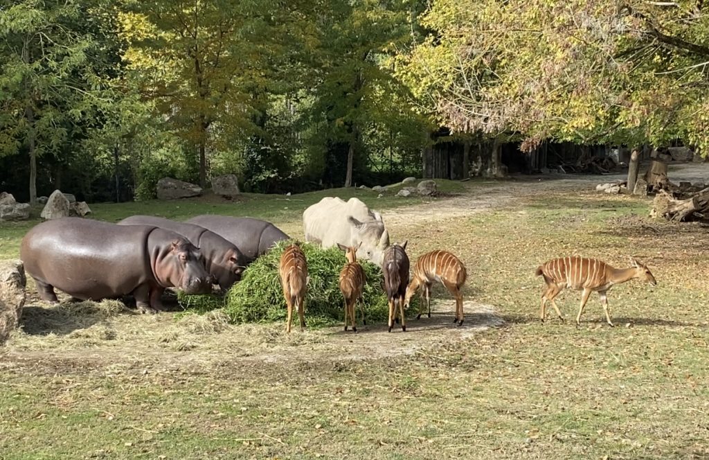 Decreto "Ristori", ignorati i parchi con tanti animali