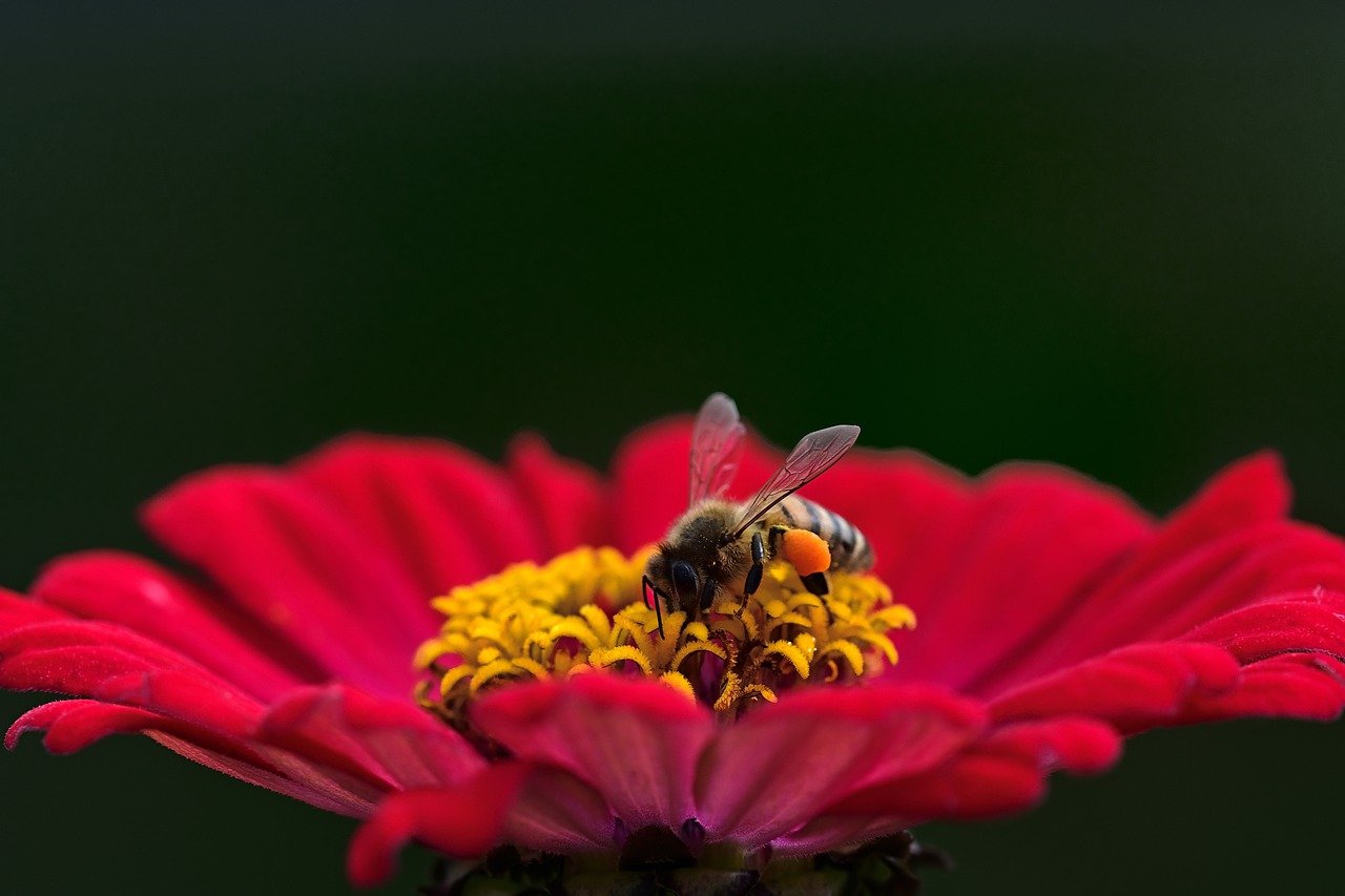 Ispra, impollinazione animale 9% di api e farfalle a rischio di estinzione