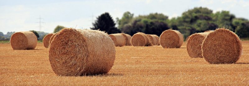 Italia contadina, anima agricola