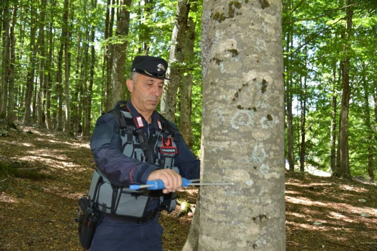 Le foreste italiane, aumentano superficie e assorbimento di anidride carbonica