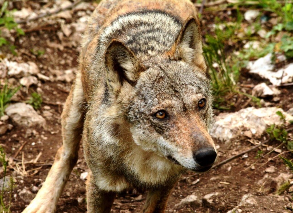 Divulgare la scienza e la biodiversità