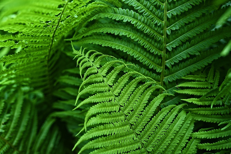 Orto botanico, la nuova stagione