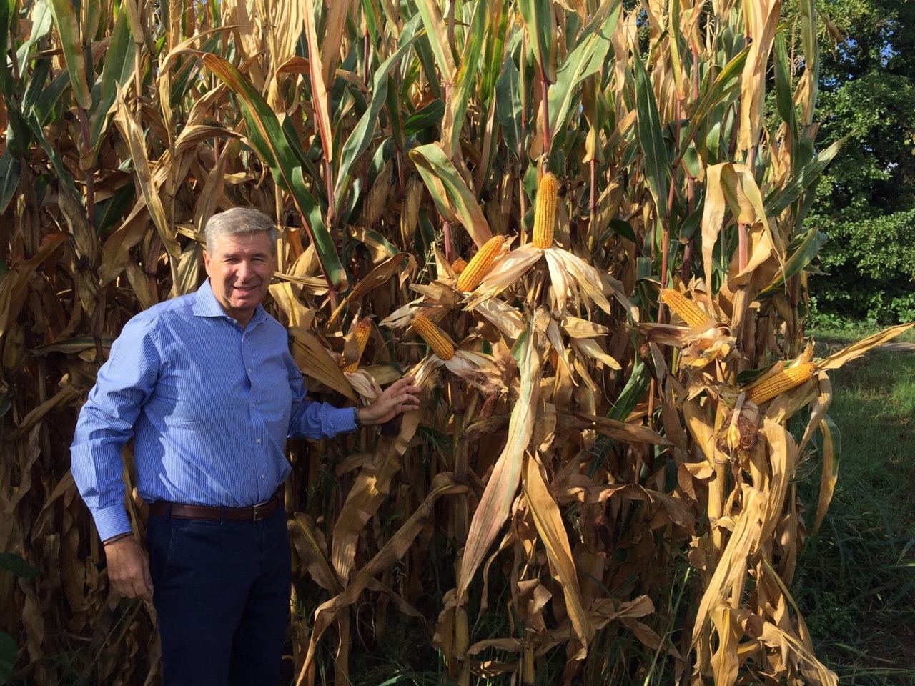 COMBI MAIS, l’agricoltura innovativa e sostenibile da cui ripartire