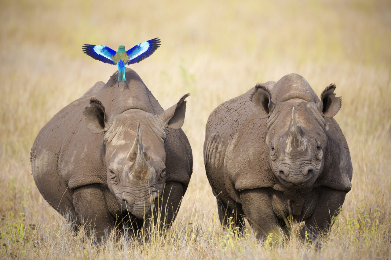 La pandemia ha fatto il miracolo, almeno per i rinoceronti