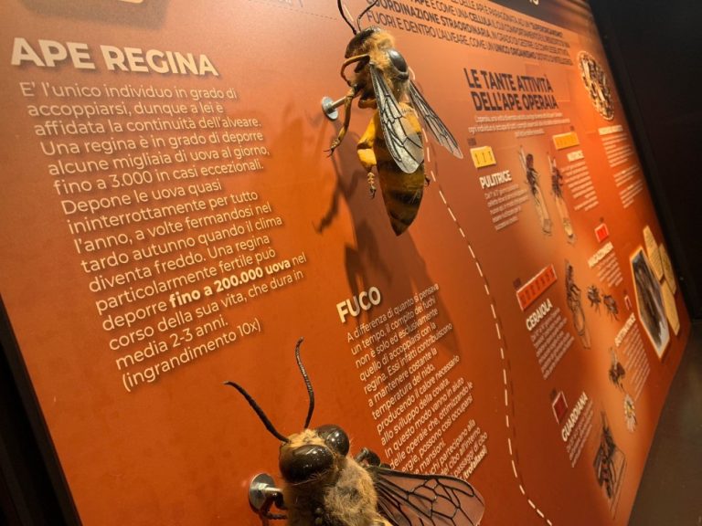 Mostra La Via delle Api, riapre al Museo Civico di Zoologia