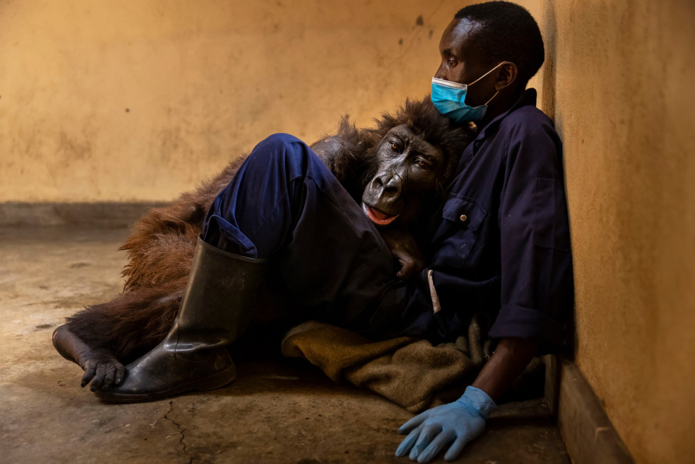 Muore la gorilla Ndakasi la star dei social, la vita dei gorilla di montagna appesa a un filo
