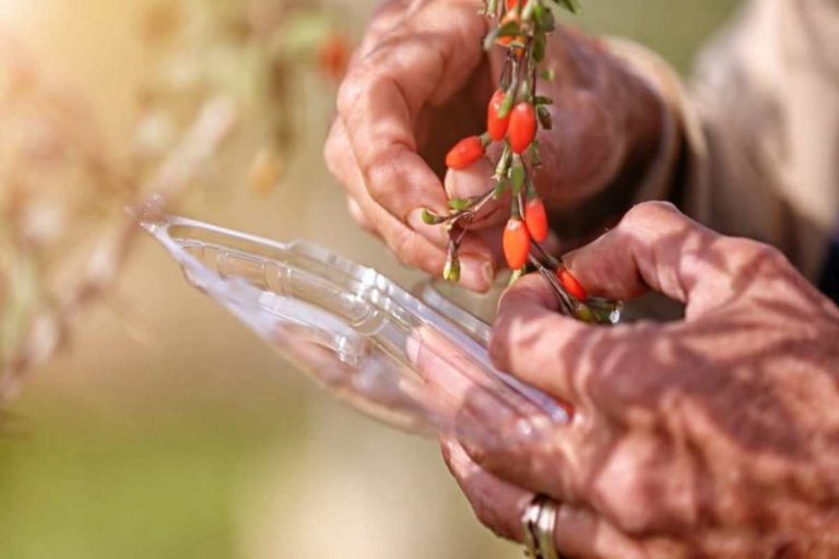 In Toscana il Goji è biologico e biodinamico