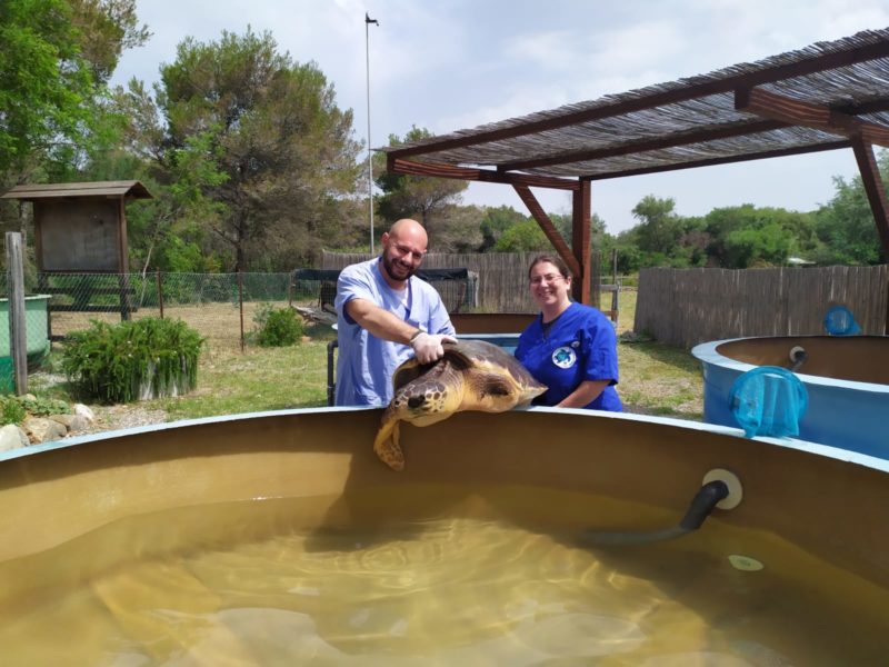 Giornata mondiale delle tartarughe marine