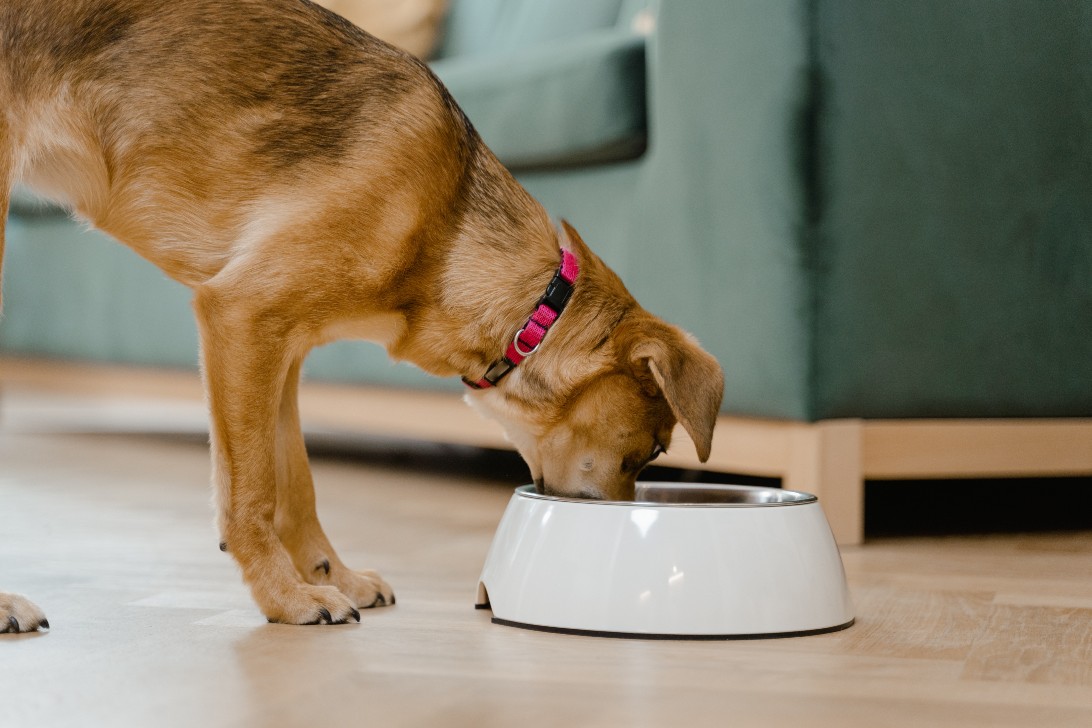 Intolleranze alimentari dei cani: perché scegliere un alimento monoproteico