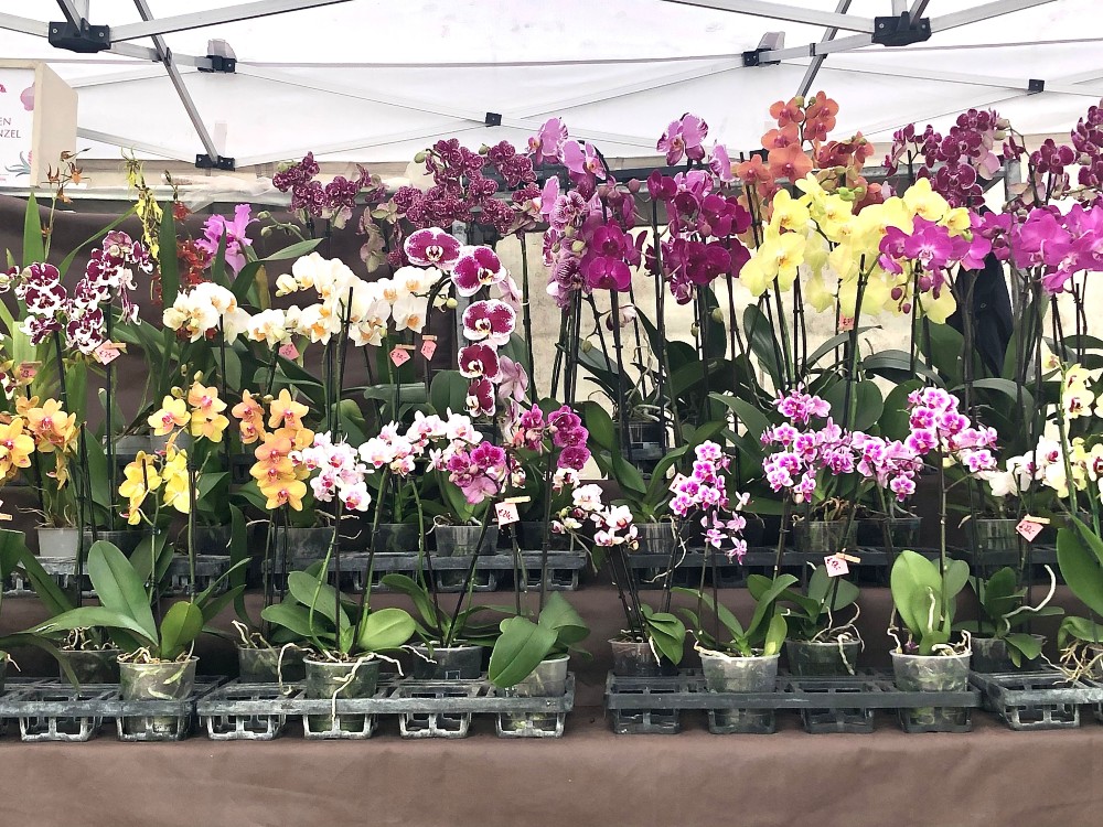 Ortidea torna all’Orto Botanico che risplende di colori e vita con le orchidee