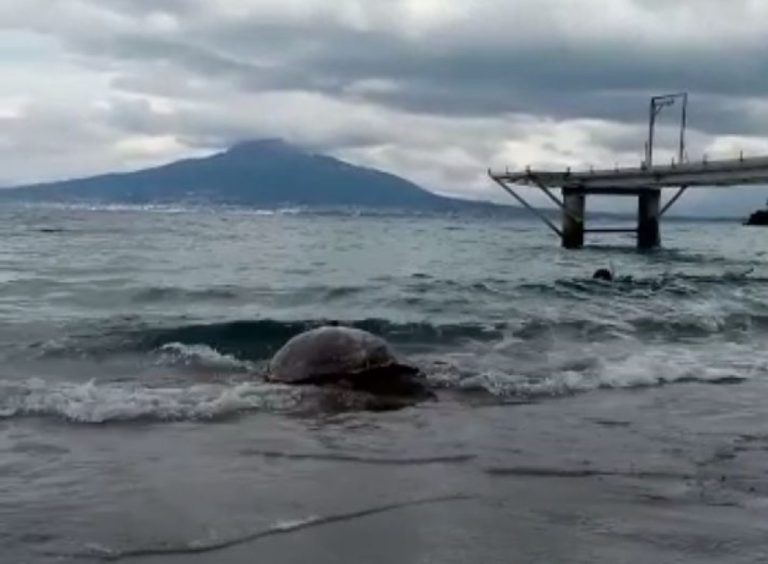 Osimhen e Fast, le due tartarughe caretta caretta ritornano libere in mare