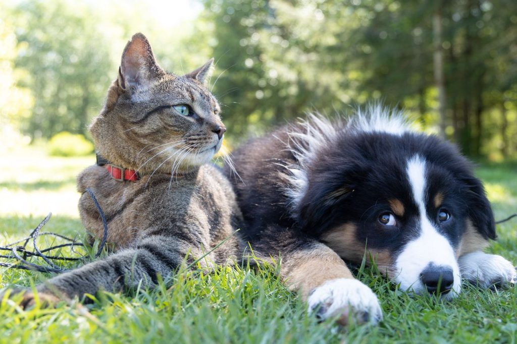 L’acqua trattata con ozono per la salute e l’igiene di cani e gatti