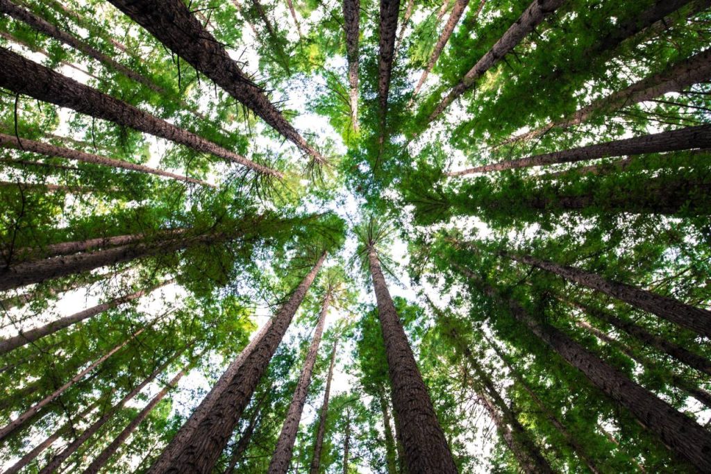 Gestire il bosco per salvare il paesaggio italiano