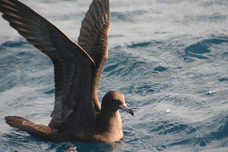 Plasticosi, scoperta una nuova malattia pericolosa per gli uccelli