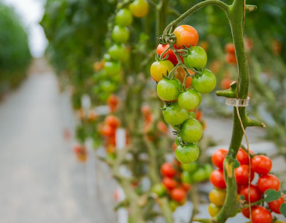 Progetto Fri-El Green House, serre hi-tech e sostenibili per produrre pomodori italiani tutto l’anno